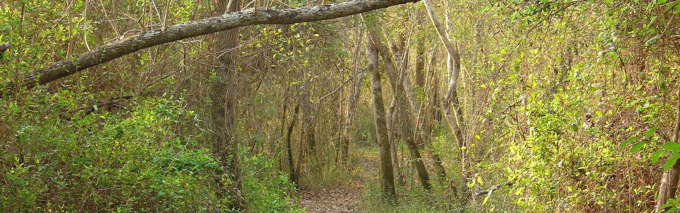 Retiros en el Delta del Tigre